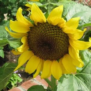 Meet your Posher, Marian